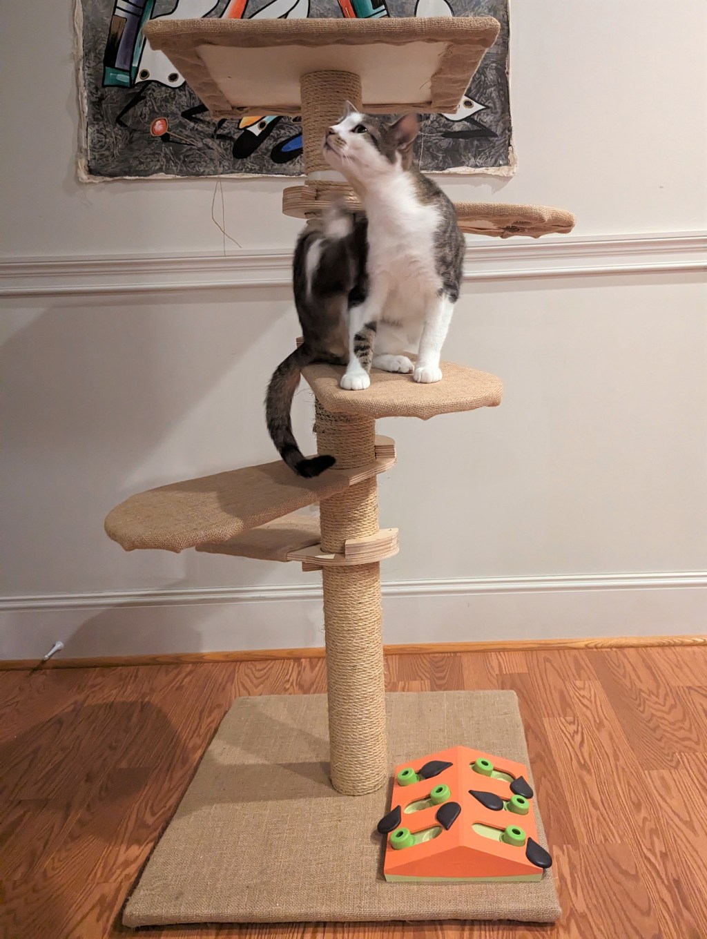 Cosmo’s Reintroduction