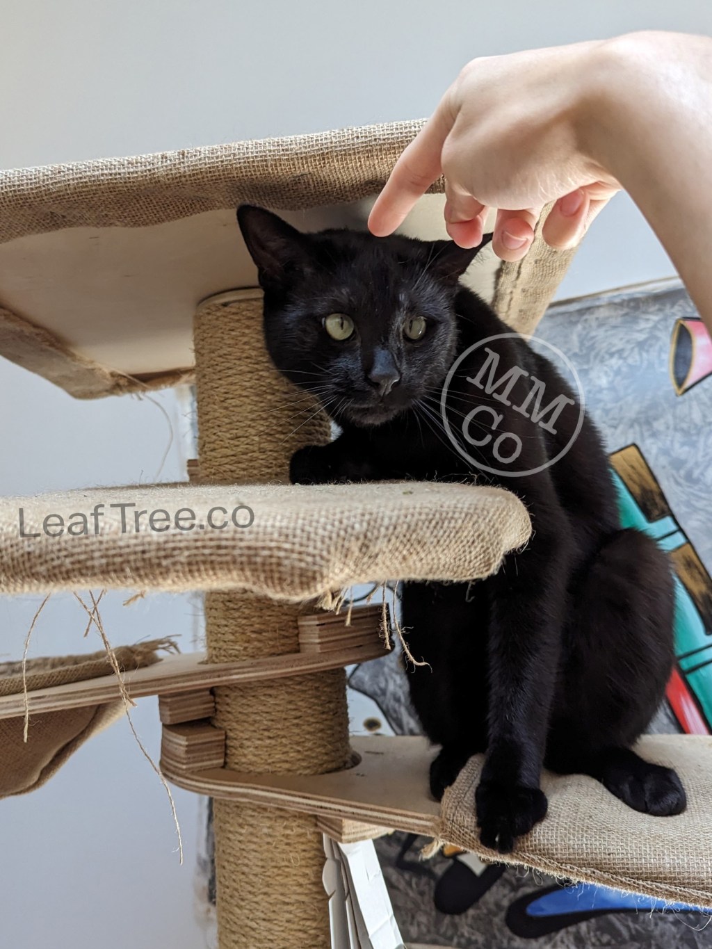 Boo the Finger&nbsp;Nibbler