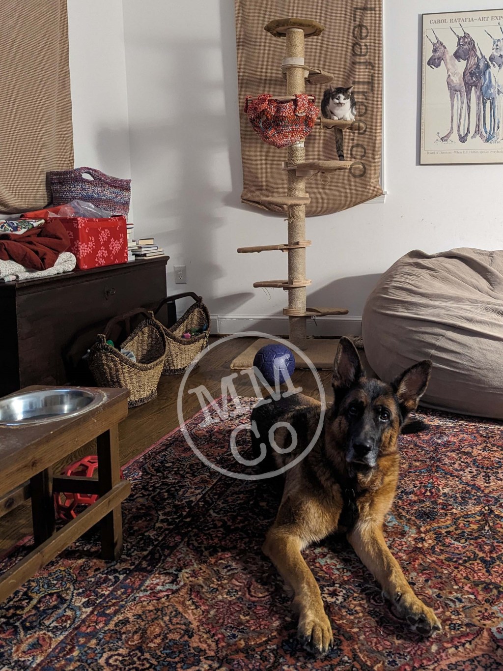 An Escape from the Canine&nbsp;Chaos